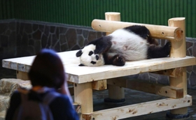 約２カ月ぶりに再開した王子動物園。タンタンも来園者との再会を喜ぶポーズ？＝２１日午前、王子動物園（撮影・鈴木雅之）