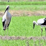 今年初めて巣立ちが確認されたコウノトリのひなの１羽（右）と親鳥の雄＝豊岡市赤石（県立コウノトリの郷公園提供）