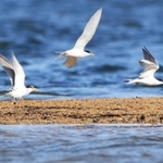 日差しを浴びて羽ばたくコアジサシ＝西宮市の夙川河口