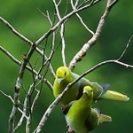 アオバトの雄（奥）と雌。求愛活動中のためか、こちらの存在に気付かずに体を寄せ合っていた＝兵庫県香美町