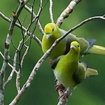 アオバトの雄（奥）と雌。求愛活動中のためか、こちらの存在に気付かずに体を寄せ合っていた＝兵庫県香美町