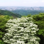 緑が広がる山上で真っ白に輝くヤマボウシ＝神戸市灘区摩耶山町、摩耶山天上寺