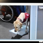 補助犬のトイレについて障害者と議員が話し合ったオンライン会議の画面