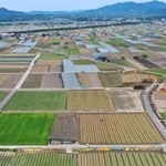 みずみずしいタマネギの青葉、収穫後の大地、水が張られた田んぼなど色とりどりの大地が広がる＝南あわじ市榎列小榎列（小型無人機で撮影）