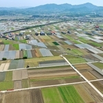 みずみずしいタマネギの青葉、収穫後の大地、水が張られた田んぼなど色とりどりの大地が広がる＝南あわじ市榎列小榎列（小型無人機で撮影）