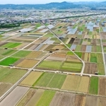 みずみずしいタマネギの青葉、収穫後の大地、水が張られた田んぼなど色とりどりの大地が広がる＝南あわじ市榎列小榎列（小型無人機で撮影）