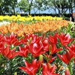 色鮮やかに咲き誇るユリ＝篠山玉水ゆり園