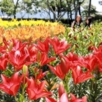 色鮮やかに咲き誇るユリ＝篠山玉水ゆり園