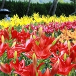 色鮮やかに咲き誇るユリ＝篠山玉水ゆり園