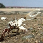 大きなはさみを振って求愛行動をするハクセンシオマネキ＝西宮市大浜町