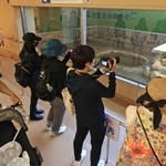 約２カ月ぶりに公開されたタンタンに、ガラス越しにカメラを向ける来園者たち＝２１日午前、神戸市灘区王子町３、王子動物園（撮影・鈴木雅之）