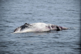 海上を漂流するクジラの死骸＝９日午前、神戸市須磨区沖（神戸海上保安部提供）