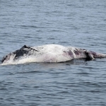 海上を漂流するクジラの死骸＝９日午前、神戸市須磨区沖（神戸海上保安部提供）