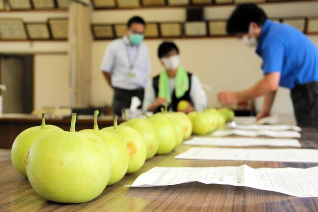 今季の二十世紀梨の出来栄えを査定するＪＡ職員ら＝ＪＡたじま香住営農生活センター