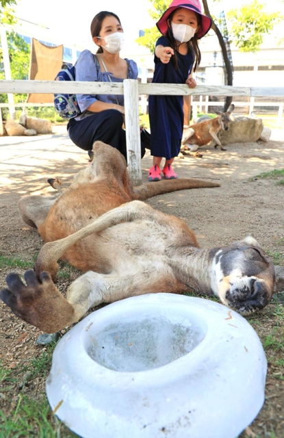 冷たい氷を枕に気持ち良さそうなアカカンガルー＝神戸市中央区港島南町７