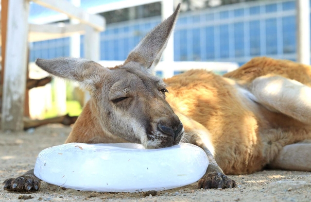 冷たい氷を枕に気持ち良さそうなアカカンガルー＝神戸市中央区港島南町７