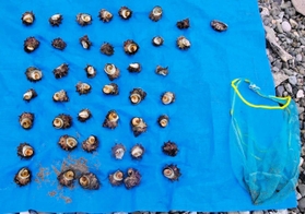摘発した女性から押収したサザエとアワビ＝豊岡市竹野町切浜（香住海上保安署提供）