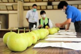 今季の二十世紀梨の出来栄えを査定するＪＡ職員ら＝ＪＡたじま香住営農生活センター