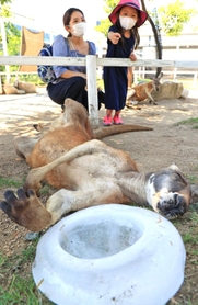 冷たい氷を枕に気持ち良さそうなアカカンガルー＝神戸市中央区港島南町７