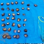 摘発した女性から押収したサザエとアワビ＝豊岡市竹野町切浜（香住海上保安署提供）
