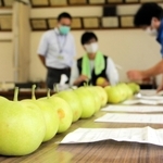 今季の二十世紀梨の出来栄えを査定するＪＡ職員ら＝ＪＡたじま香住営農生活センター