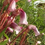 ススキの根元でひっそりと咲くナンバンギセルの花＝加古川市八幡町