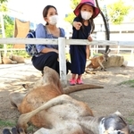 冷たい氷を枕に気持ち良さそうなアカカンガルー＝神戸市中央区港島南町７