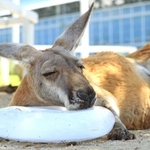 冷たい氷を枕に気持ち良さそうなアカカンガルー＝神戸市中央区港島南町７