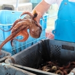 明石海峡の潮流にもまれて身が締まり、歯ごたえとうまみが特長のマダコ。空前の不漁に陥っている＝６月、明石市岬町の明石浦漁協