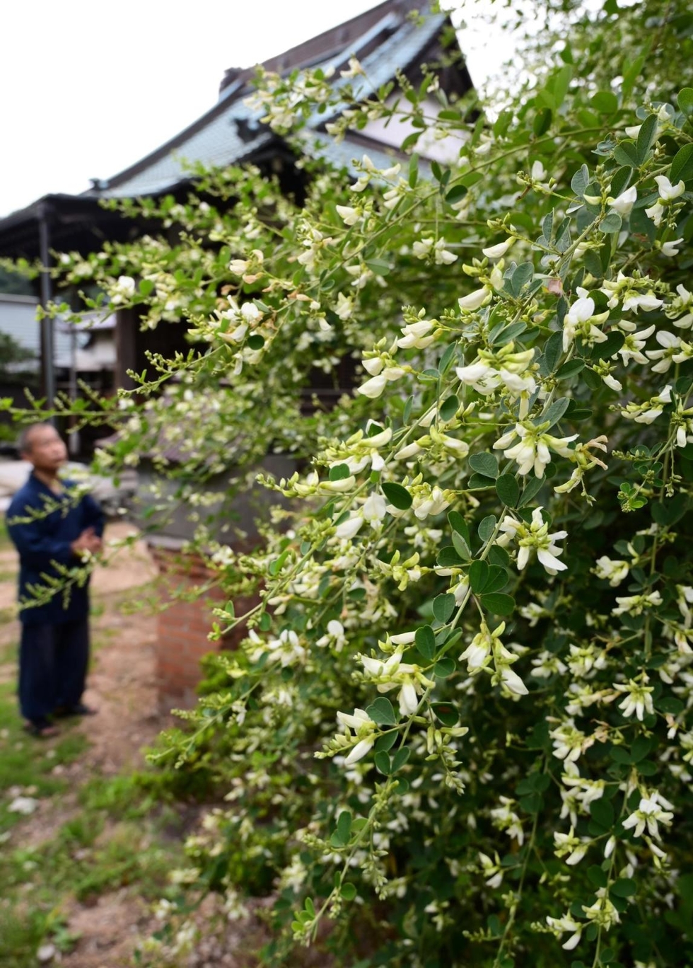 神戸新聞next 総合 秋風に揺れる白やピンク 神戸の寺でハギの花見頃