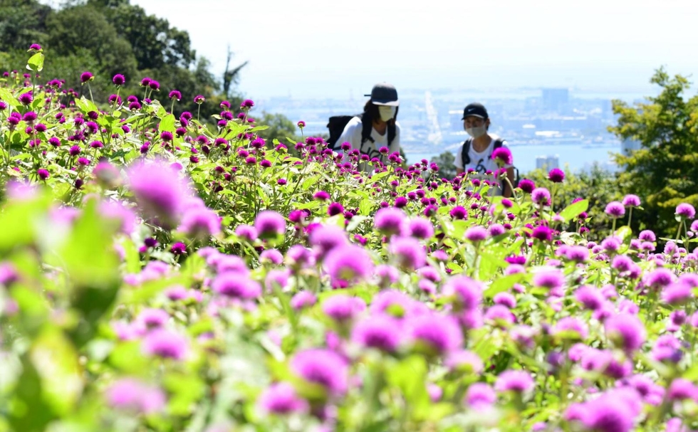 神戸新聞next 総合 秋風に揺れる鮮やかな紫 ハーブ園でセンニチコウ見頃 神戸