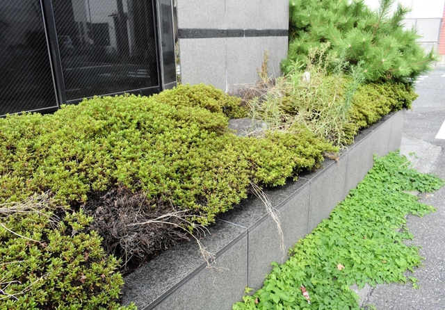 事務所の周辺は植栽の荒れも目立つ＝尼崎市東難波町４