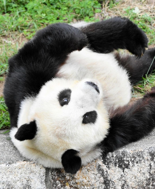 愛らしい表情を見せるジャイアントパンダのタンタン＝神戸市立王子動物園