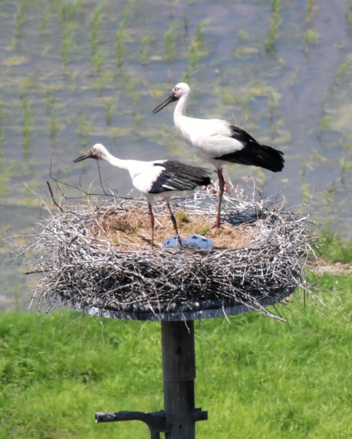 今年の繁殖シーズンに、人工巣塔でひなを育てるコウノトリのペア＝豊岡市祥雲寺