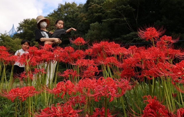 真っ赤に咲き誇り、見ごろを迎えたヒガンバナ＝２０日午後、神戸市北区山田町、あいな里山公園