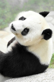 愛らしい表情を見せるジャイアントパンダのタンタン＝神戸市立王子動物園