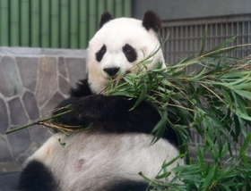 竹を頬張り、くつろぐタンタン＝１６日午前、神戸市立王子動物園（撮影・坂井萌香）