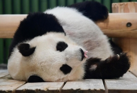 竹を食べた後、寝台に横になるタンタン＝１６日午前、神戸市立王子動物園（撮影・坂井萌香）