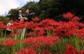 真っ赤に咲き誇り、見ごろを迎えたヒガンバナ＝２０日午後、神戸市北区山田町、あいな里山公園