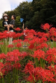 真っ赤に咲き誇り、見ごろを迎えたヒガンバナ＝２０日午後、神戸市北区山田町、あいな里山公園