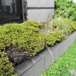 事務所の周辺は植栽の荒れも目立つ＝尼崎市東難波町４