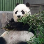竹を頬張り、くつろぐタンタン＝１６日午前、神戸市立王子動物園（撮影・坂井萌香）