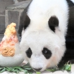飼育員からプレゼントされたかき氷風ケーキを食べるタンタン＝１３日午後、神戸市立王子動物園（同園提供）