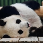 竹を食べた後、寝台に横になるタンタン＝１６日午前、神戸市立王子動物園（撮影・坂井萌香）