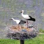 今年の繁殖シーズンに、人工巣塔でひなを育てるコウノトリのペア＝豊岡市祥雲寺