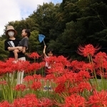 真っ赤に咲き誇り、見ごろを迎えたヒガンバナ＝２０日午後、神戸市北区山田町、あいな里山公園