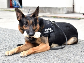 傷害事件の被疑者の逮捕に貢献し、署長感謝状を受けたアルゴ号＝神戸市西区糀台５