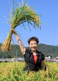 今年育った山田錦の稲束を手にする加藤さん（ベルディーホール提供）