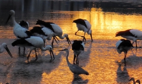 朝日に照らされたコウノトリなど野鳥の群れ＝１４日午前、加古川市神野町（読者提供）