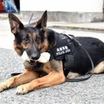 傷害事件の被疑者の逮捕に貢献し、署長感謝状を受けたアルゴ号＝神戸市西区糀台５